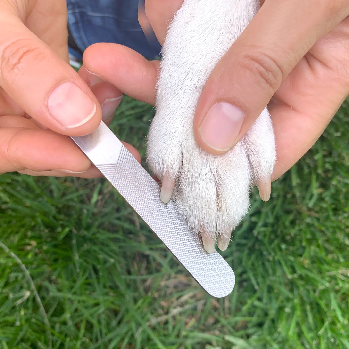 Dog Spa Kit - Kikkerland