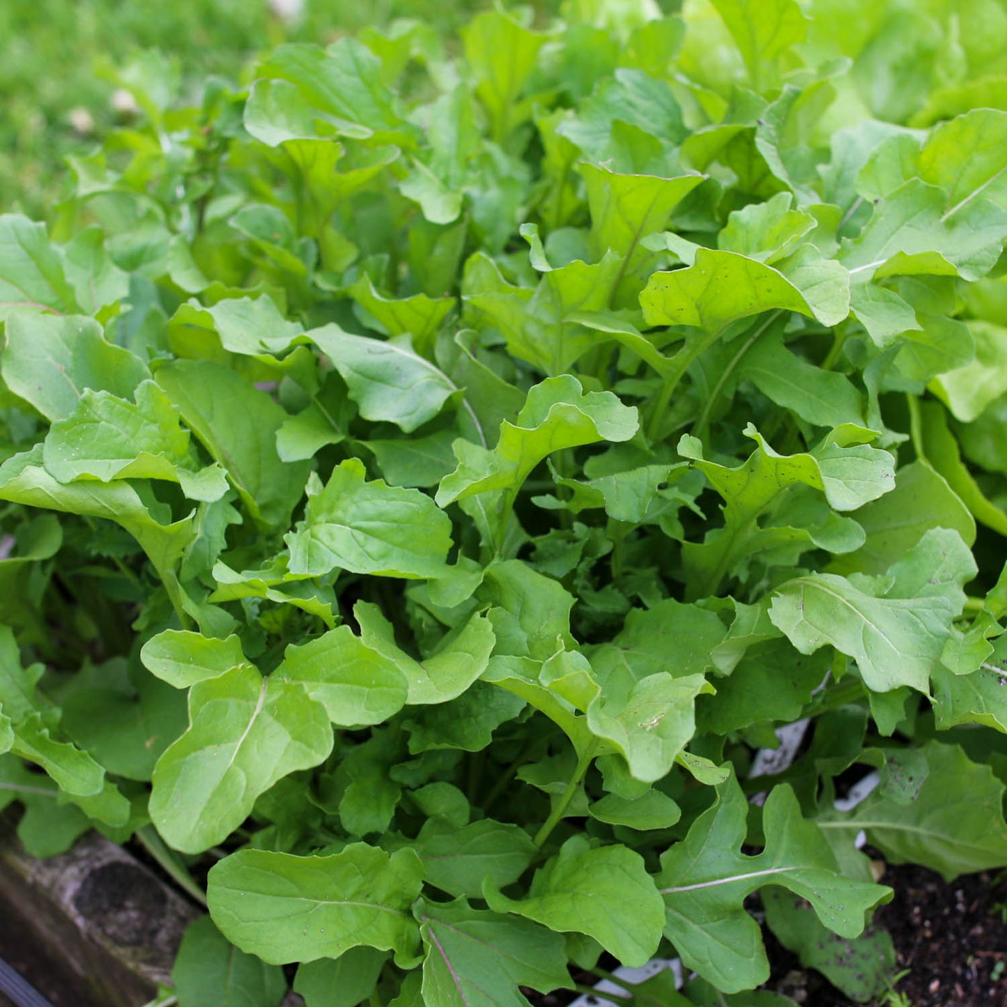 rucola bag to nature