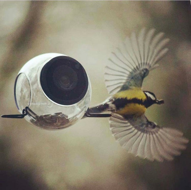 Vogelhäuschen – Geboren in Schweden
