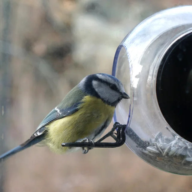 Vogelhäuschen – Geboren in Schweden