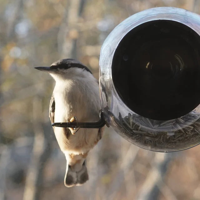 Vogelhäuschen – Geboren in Schweden