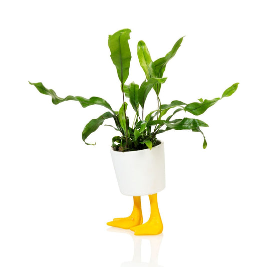 Plant pot Duck Feet Large - Bitten